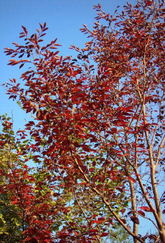 札幌市エゴノキ　紅葉