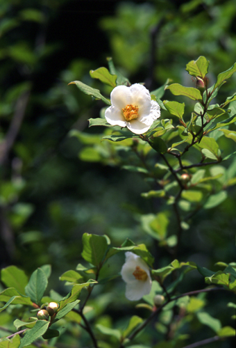 シャラの花